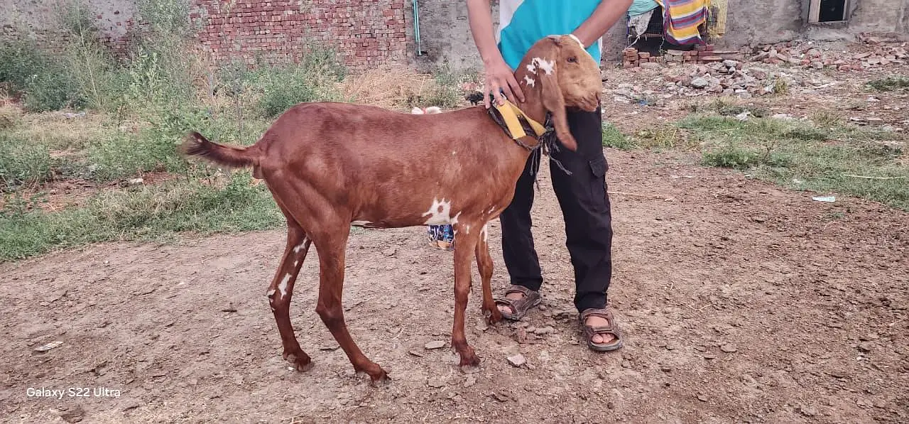 Bakri or Breeder — photo 2