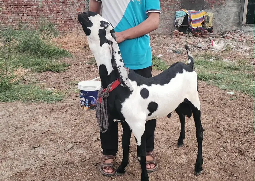 Bakri or Breeder — photo 3