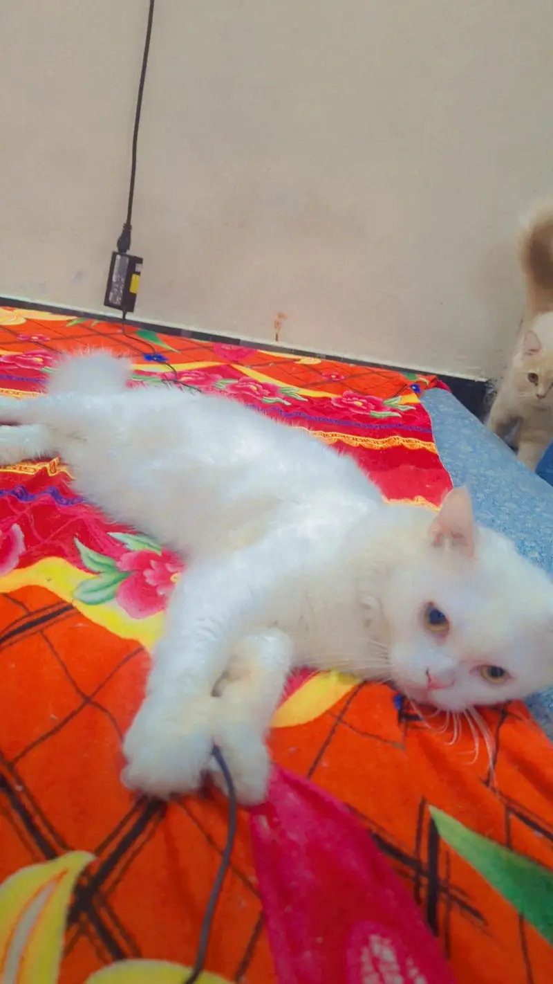 Triple coated Persian Male  cat — photo 4