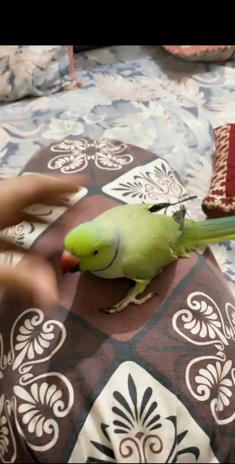 Parrot for Sale