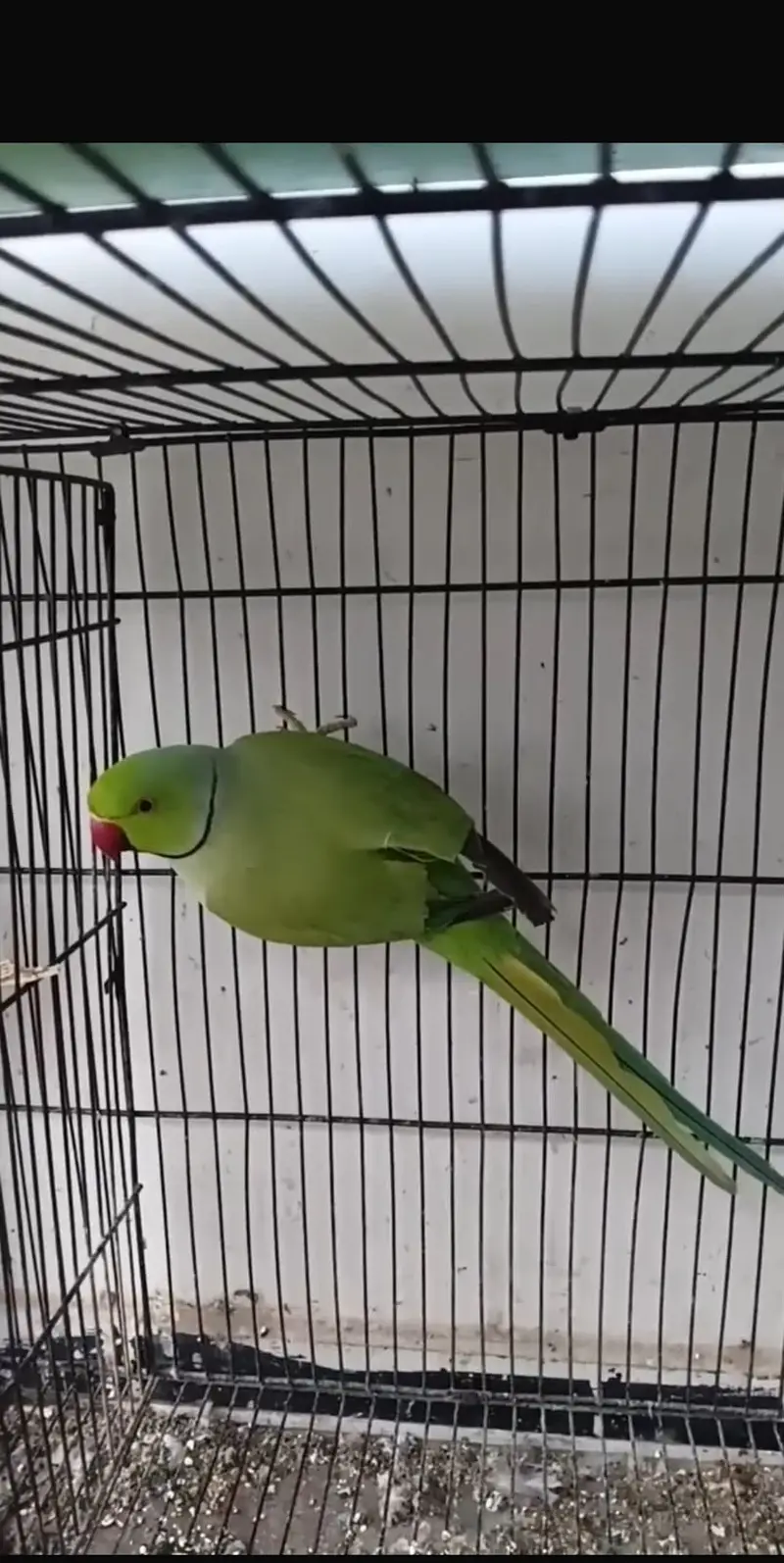 Parrot for Sale — photo 2