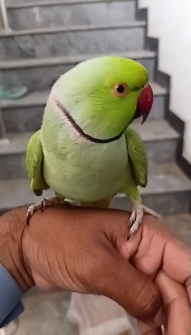 Parrot for Sale — photo 3