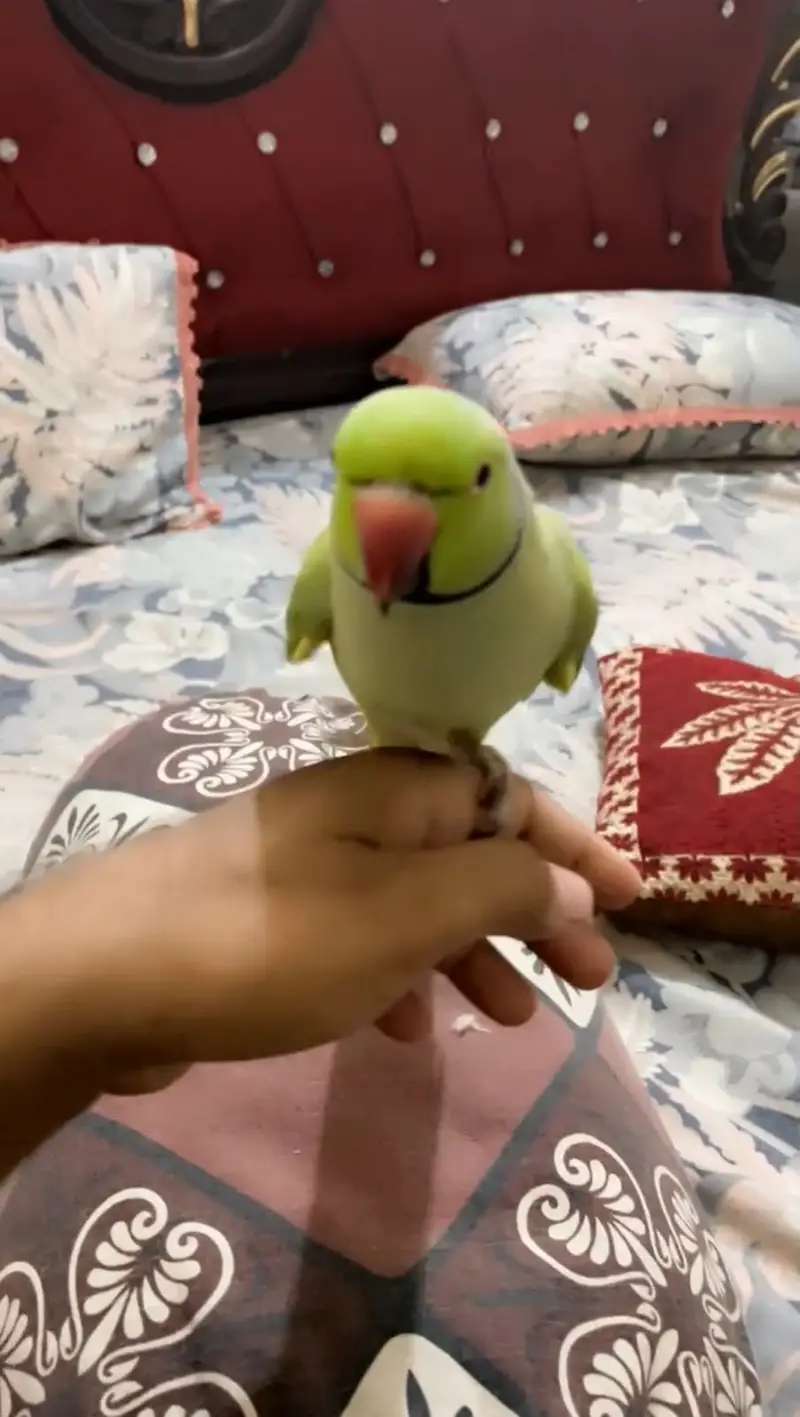 Parrot for Sale — photo 4