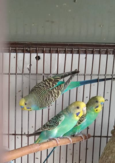 rainbow  budgie