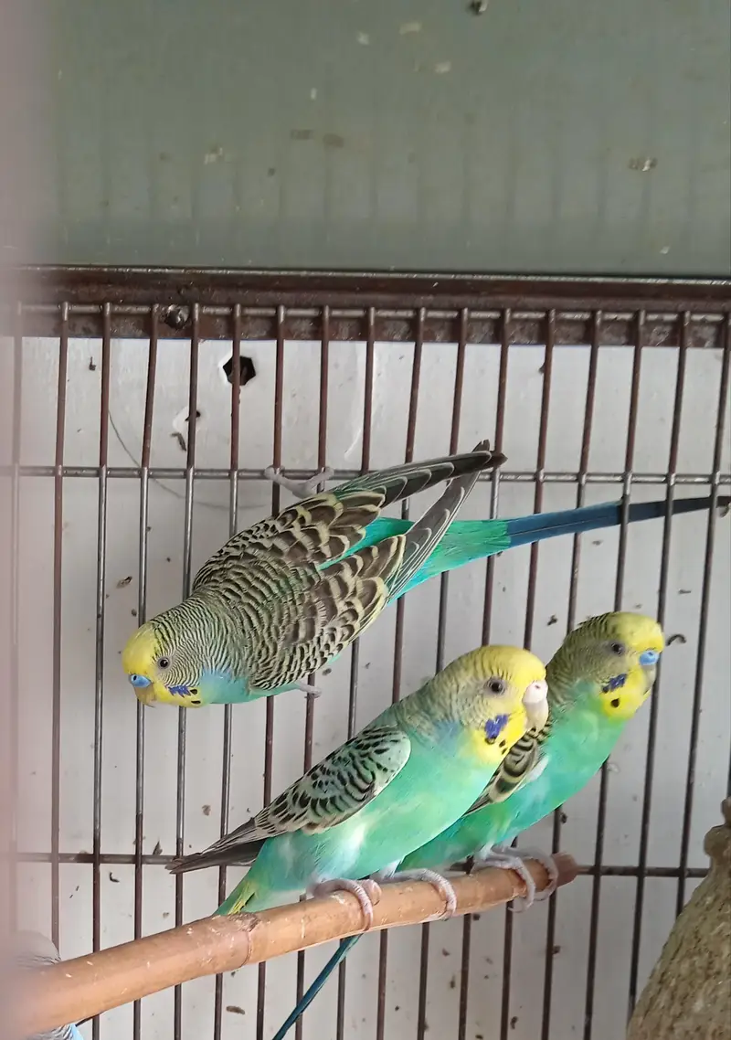 rainbow  budgie