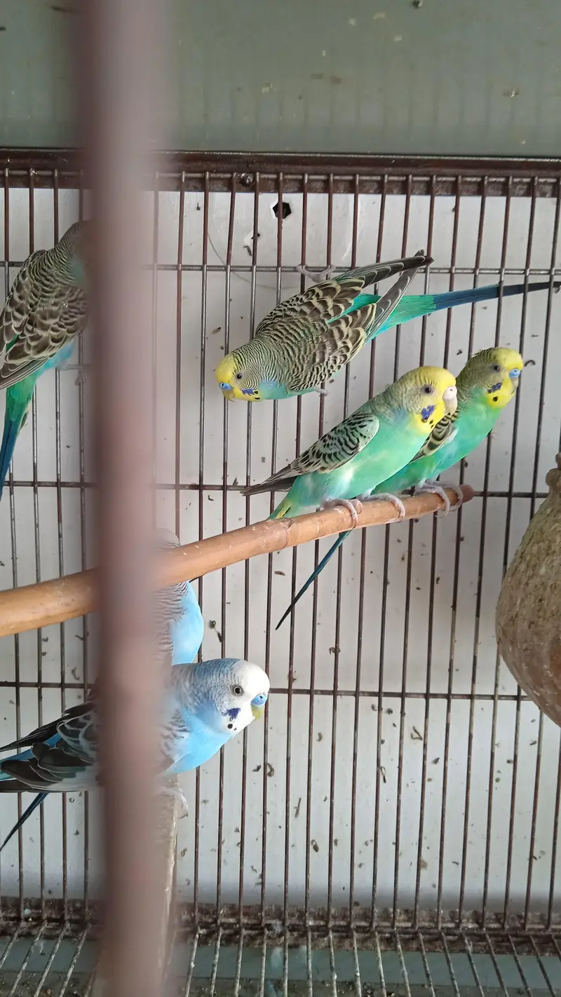 rainbow  budgie — photo 2