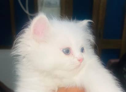 kitten pair mashallah healthy active liter trained pair price 30k