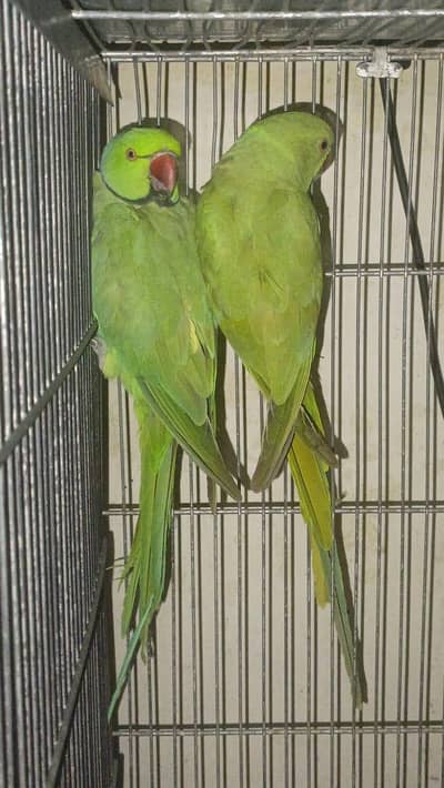 parrot 