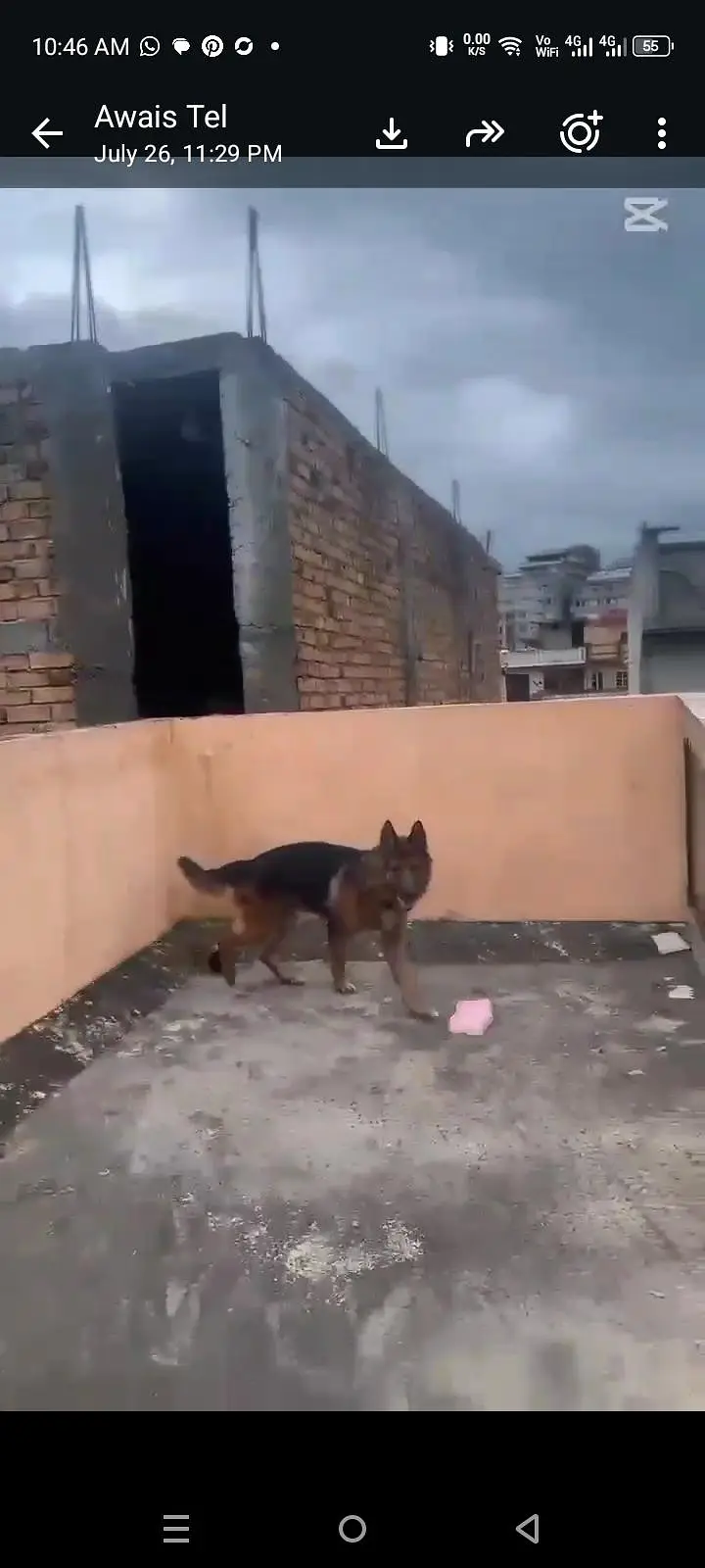 dog train ha tora bohath or next person ka sath friendly ha — photo 3