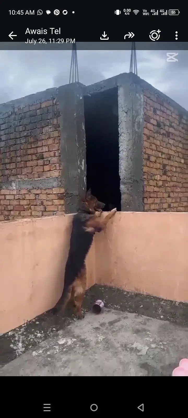 dog train ha tora bohath or next person ka sath friendly ha — photo 4
