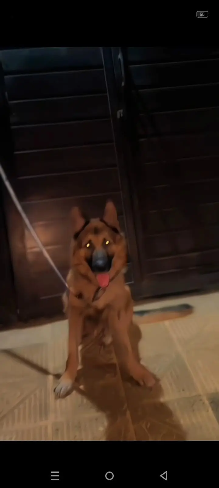 dog train ha tora bohath or next person ka sath friendly ha — photo 6