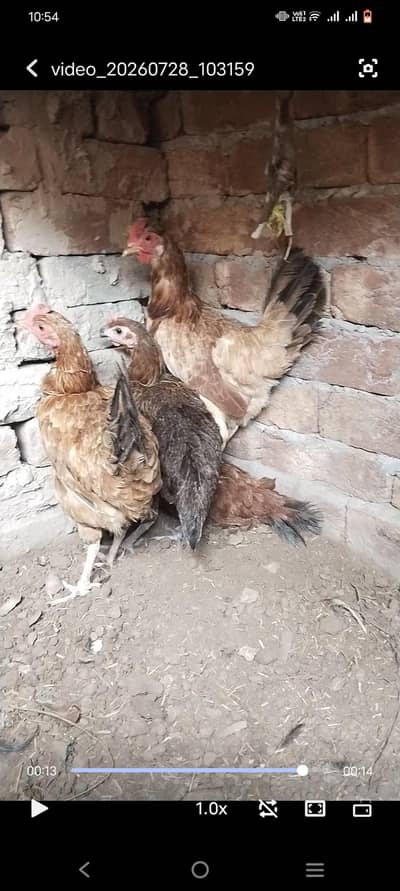 Egg wali murgiya