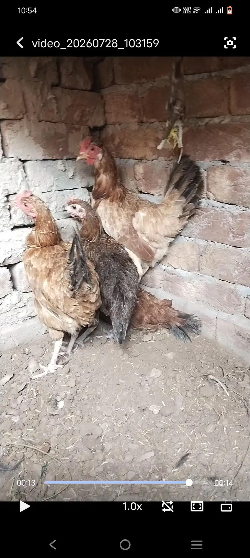 Egg wali murgiya