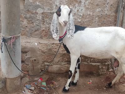 bakri 4 dant