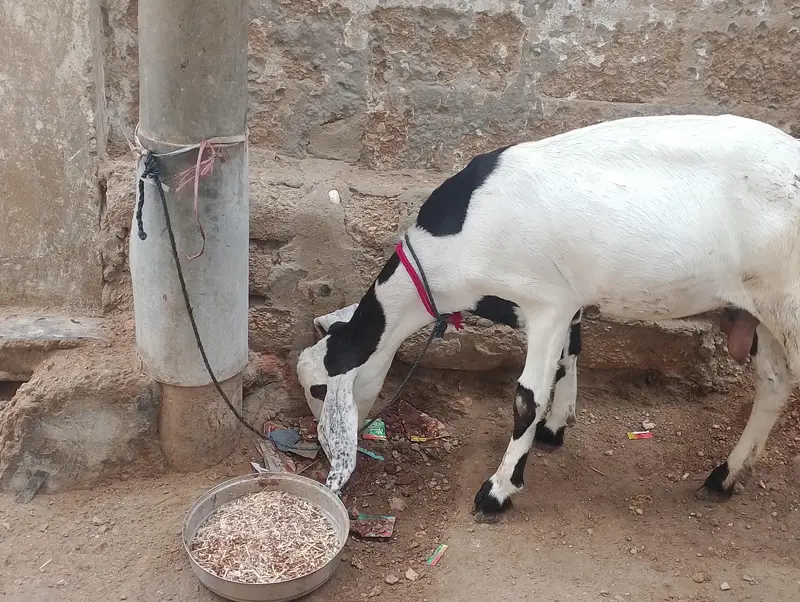 bakri 4 dant — photo 2