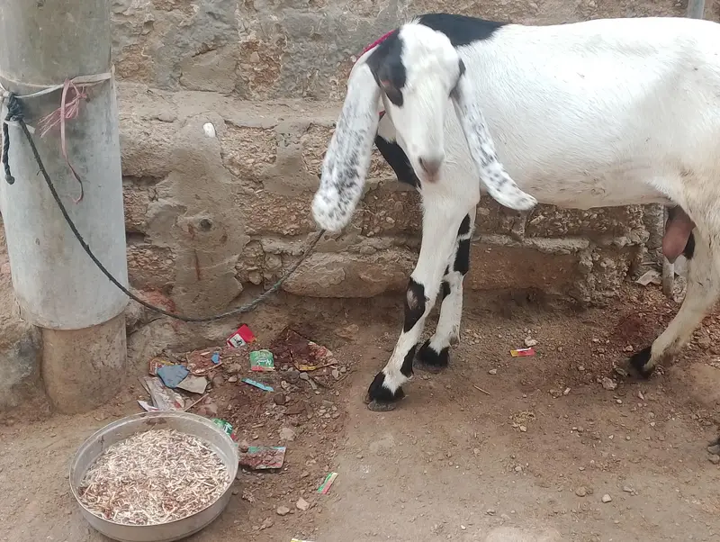 bakri 4 dant — photo 3