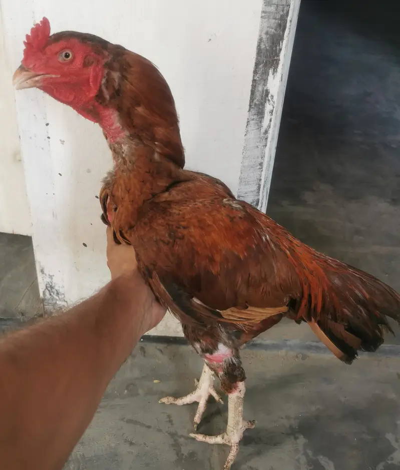 Sindhi aseel murga Lakha brand for sale — photo 2