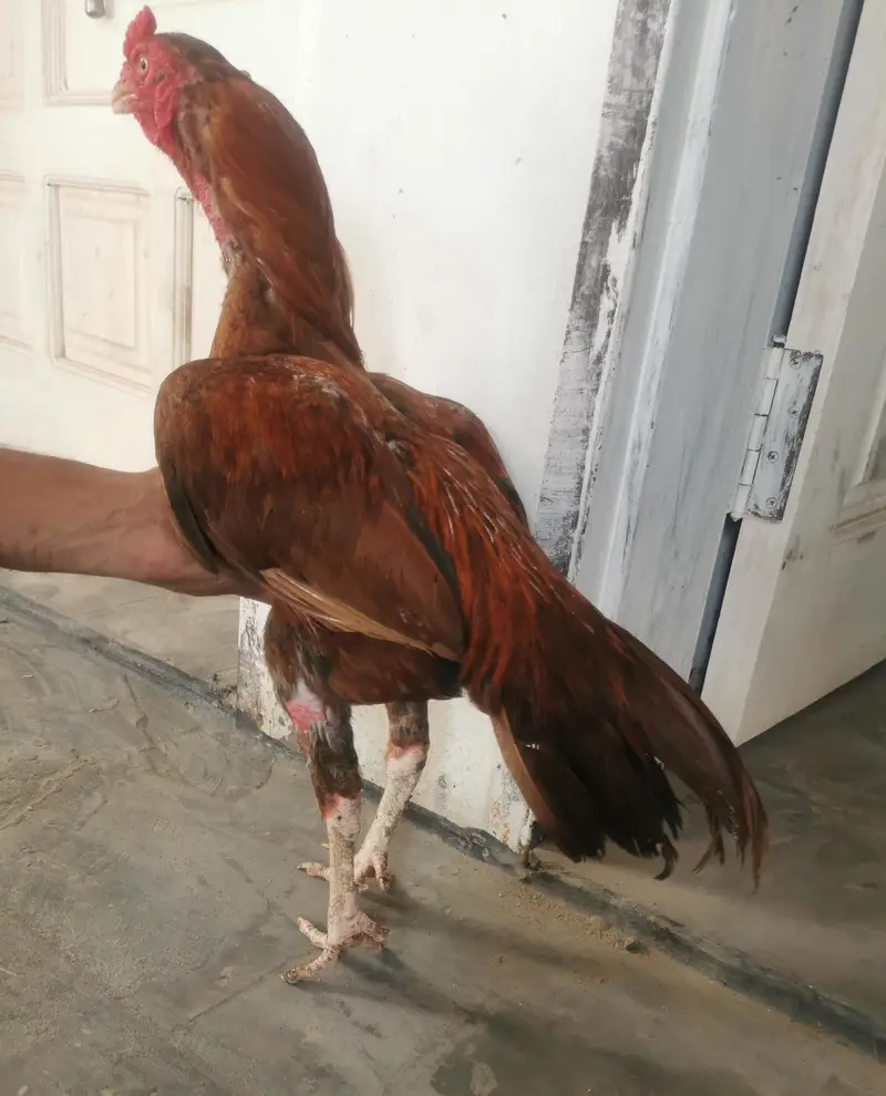 Sindhi aseel murga Lakha brand for sale — photo 3