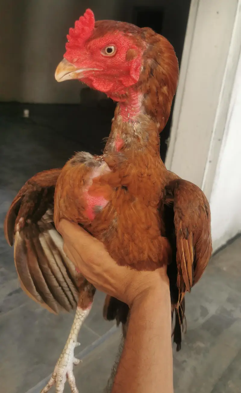 Sindhi aseel murga Lakha brand for sale — photo 4