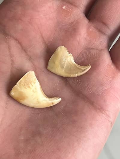 Original lion claws