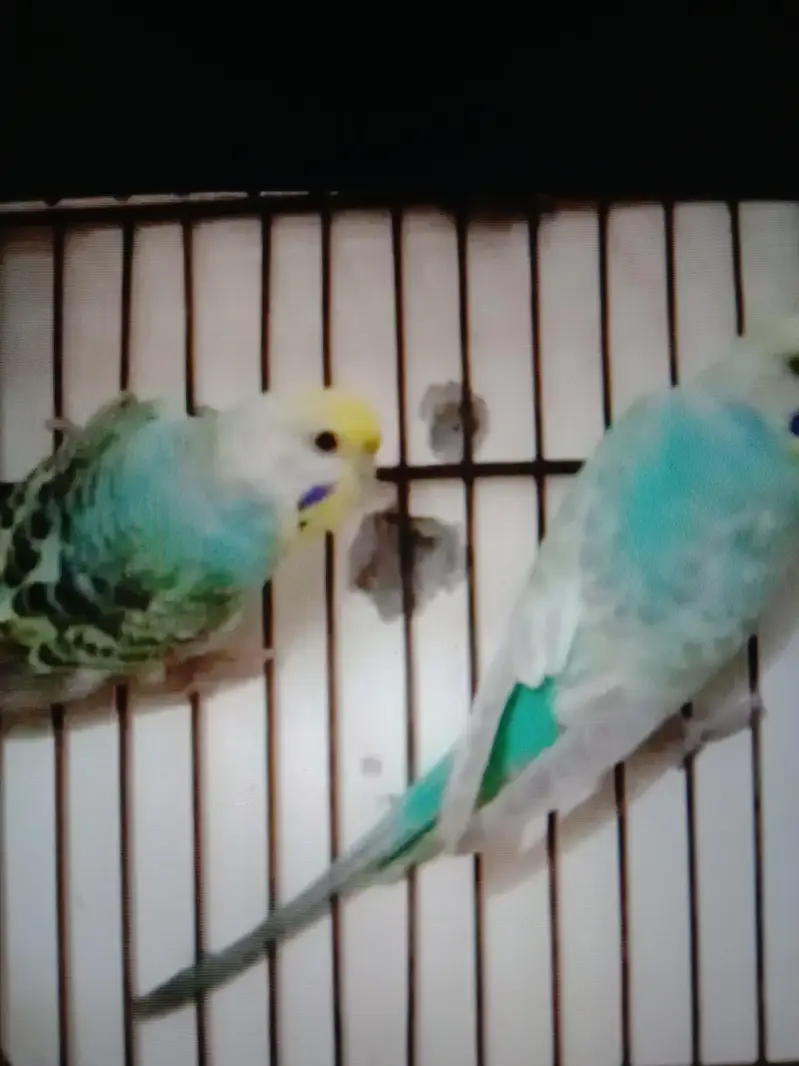 FBG RAINBOW  PAIR AND ONE EXTRA GREEN FBG FEMALE — photo 2
