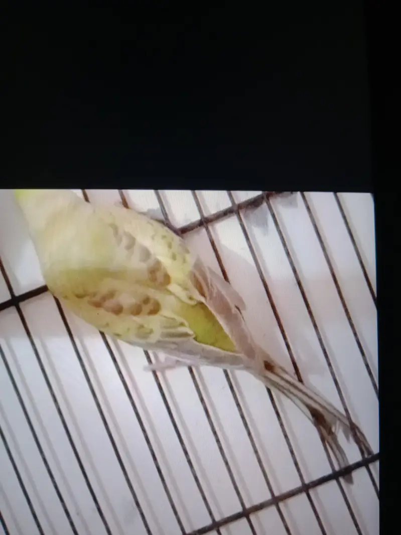 FBG RAINBOW  PAIR AND ONE EXTRA GREEN FBG FEMALE — photo 3