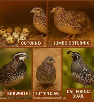 Quails