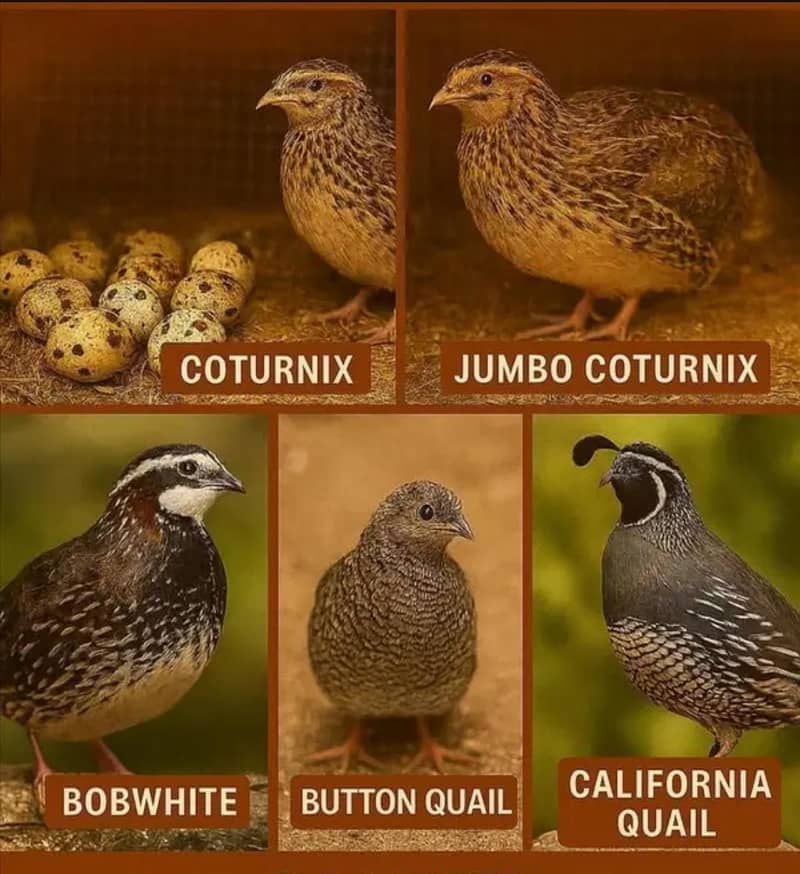 Quails 0