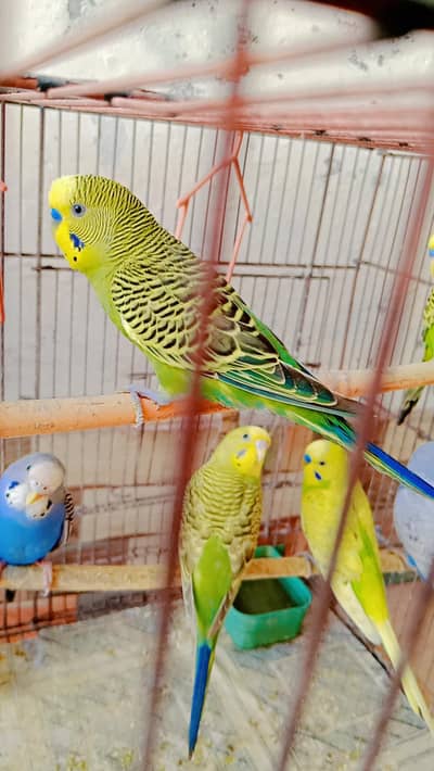 Simple budgies | Green bajri pair | Blue & Sky Blue pair | Yellow Bajr
