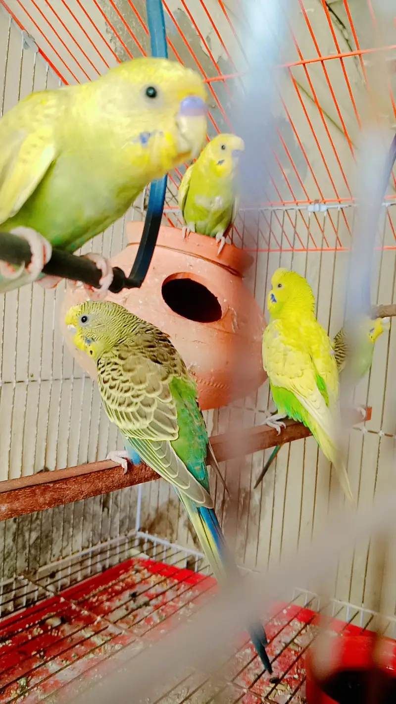 Simple budgies | Green bajri pair | Blue & Sky Blue pair | Yellow Bajr — photo 2