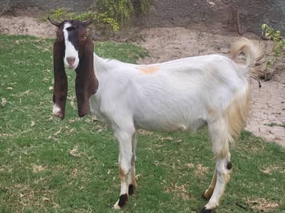 Pateri/ Goat/ Shoq Wali Bakri