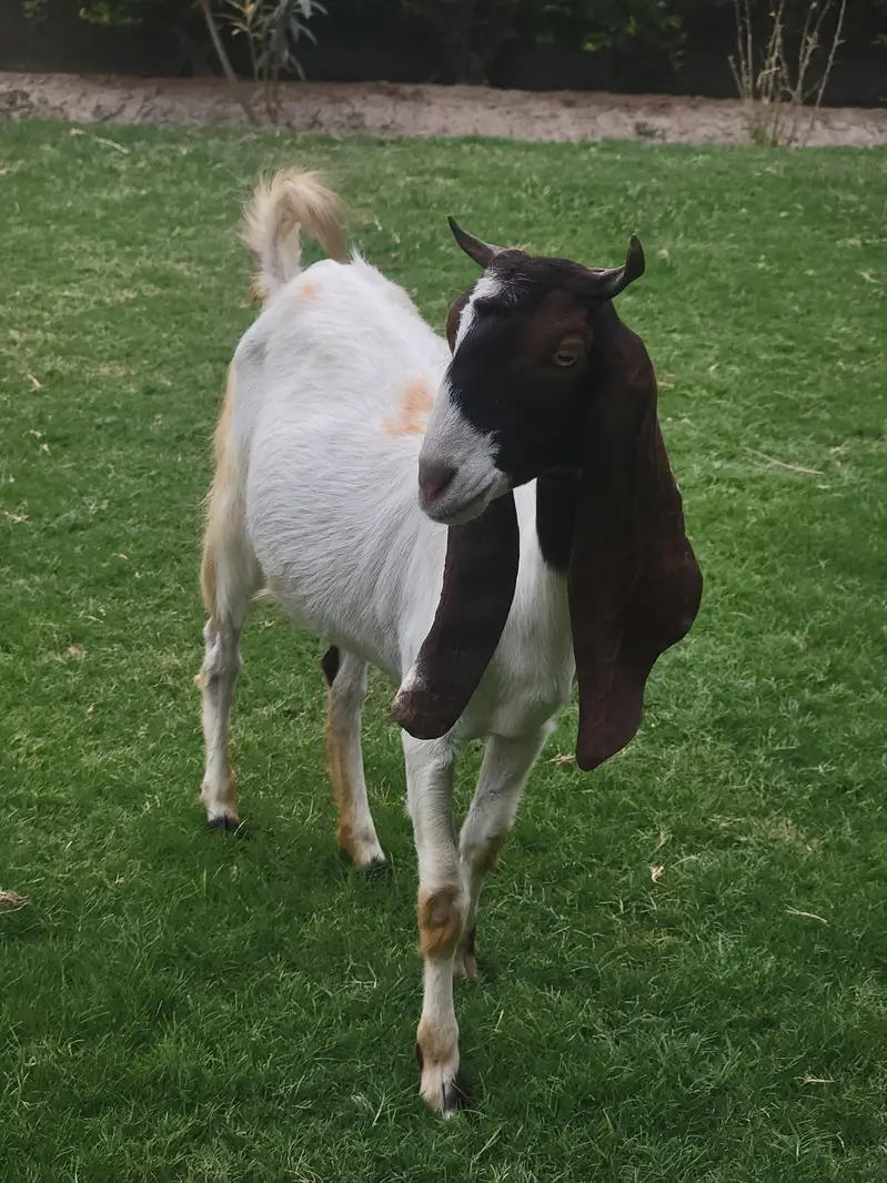 Pateri/ Goat/ Shoq Wali Bakri — photo 2