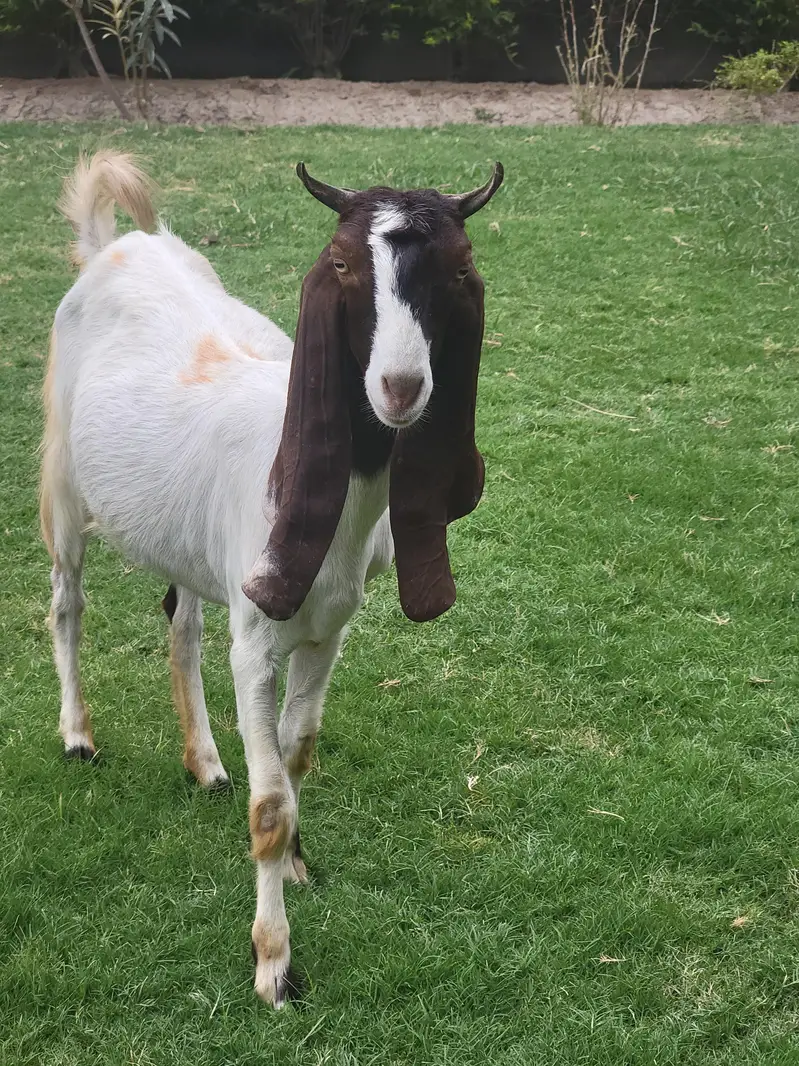 Pateri/ Goat/ Shoq Wali Bakri — photo 3