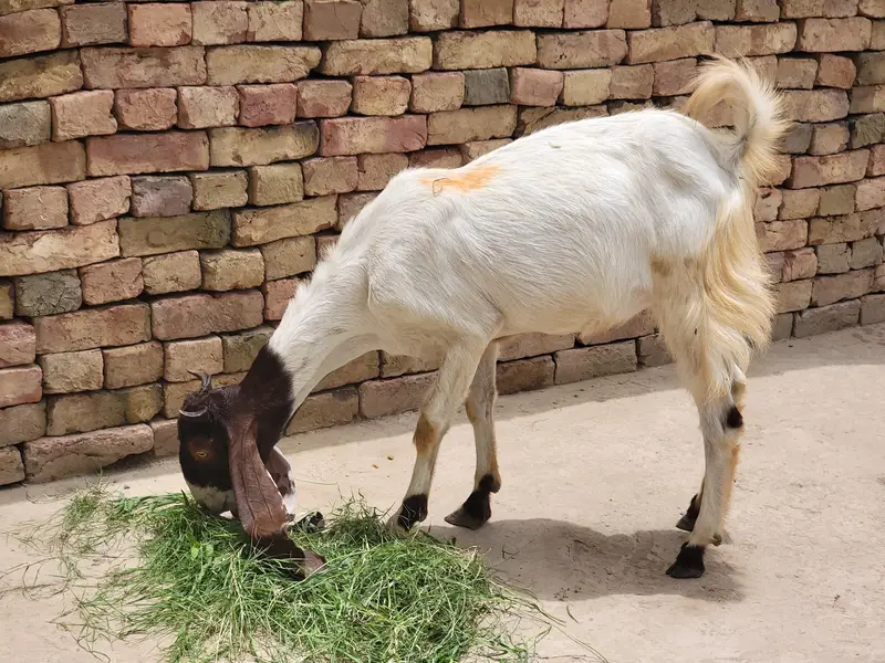 Pateri/ Goat/ Shoq Wali Bakri — photo 4