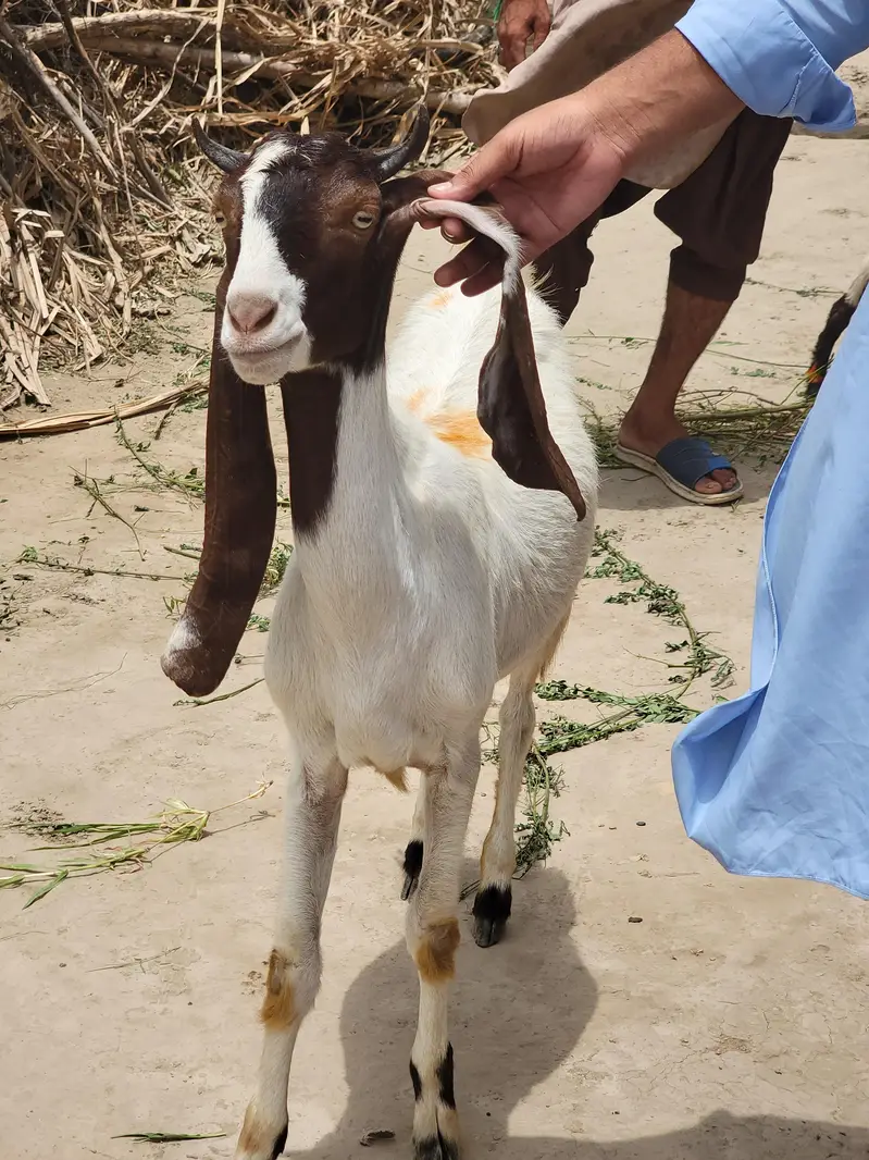 Pateri/ Goat/ Shoq Wali Bakri — photo 5