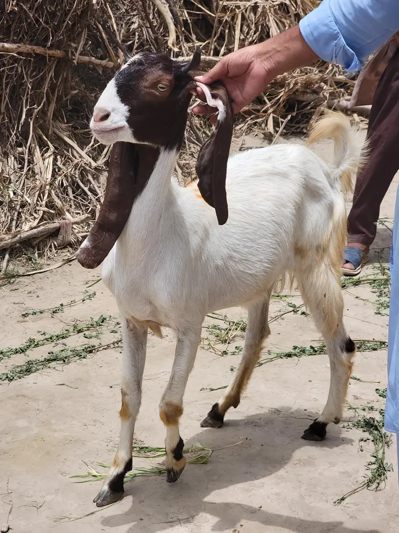 Pateri/ Goat/ Shoq Wali Bakri — photo 6