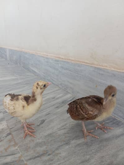 Healthy peacock chicks available for sale