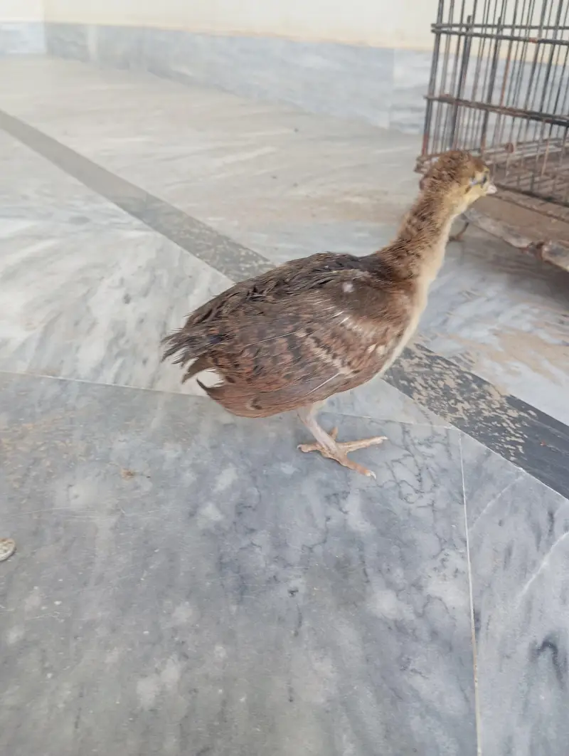 Healthy peacock chicks available for sale — photo 2