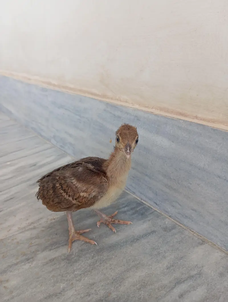 Healthy peacock chicks available for sale — photo 3