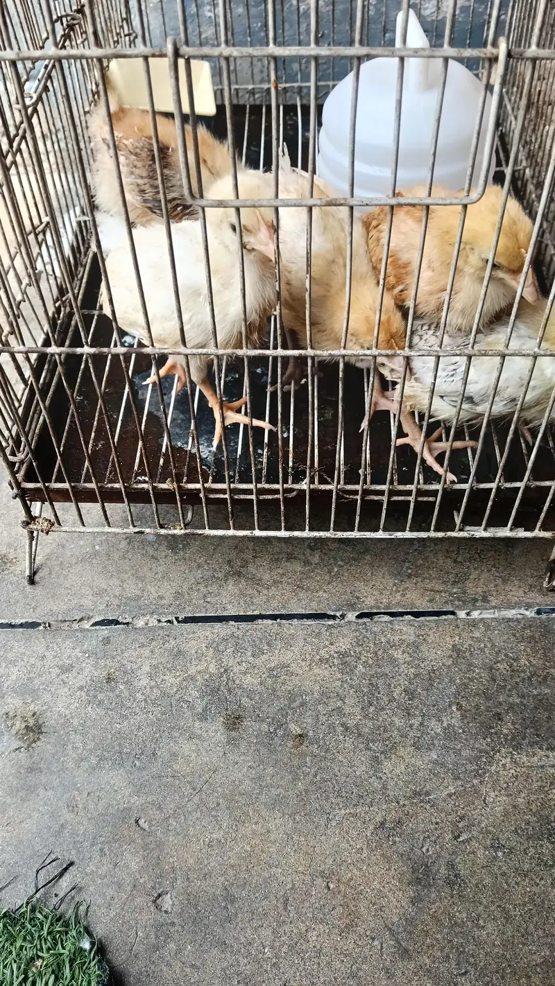 Desi Chicken — photo 2