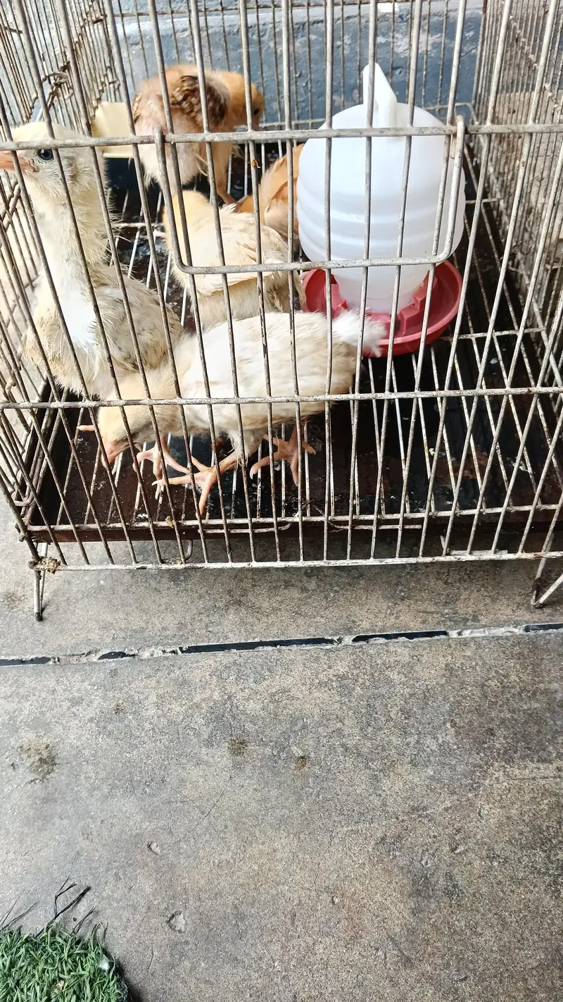 Desi Chicken — photo 3