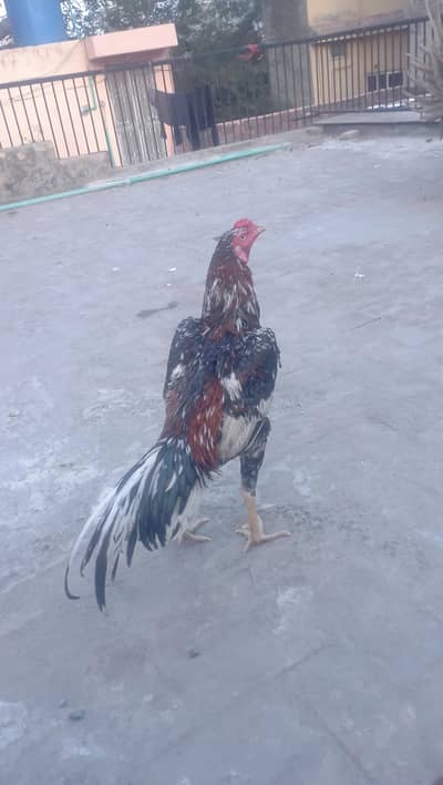 for sale