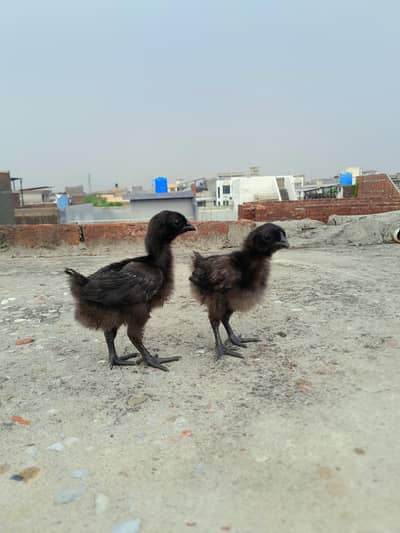 ayam cemani healthy and active hn