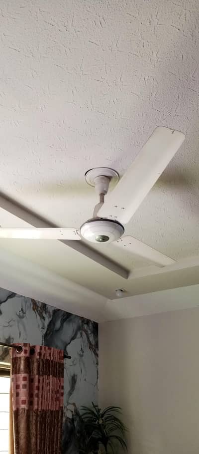 Royal Fan