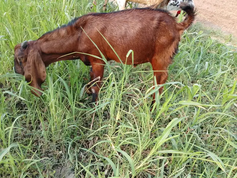 Male Nagra Beetal — photo 3