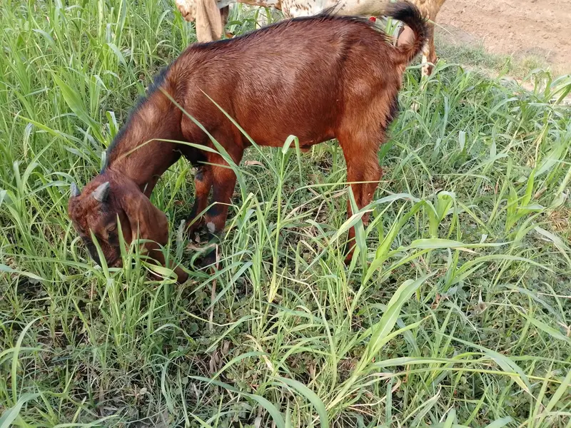 Male Nagra Beetal — photo 4