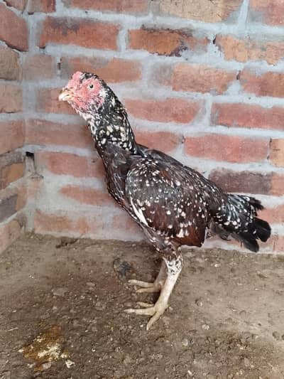 breader hen