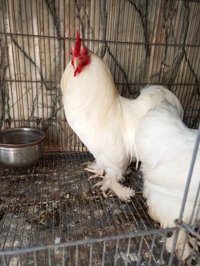 white bantam