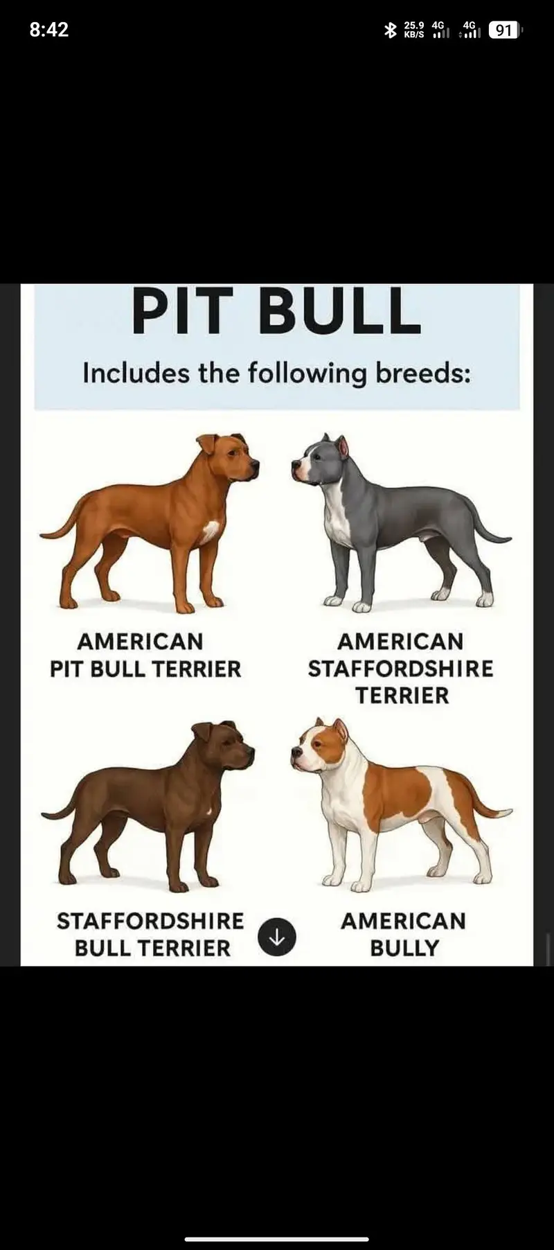 Pitbull pair available — photo 5