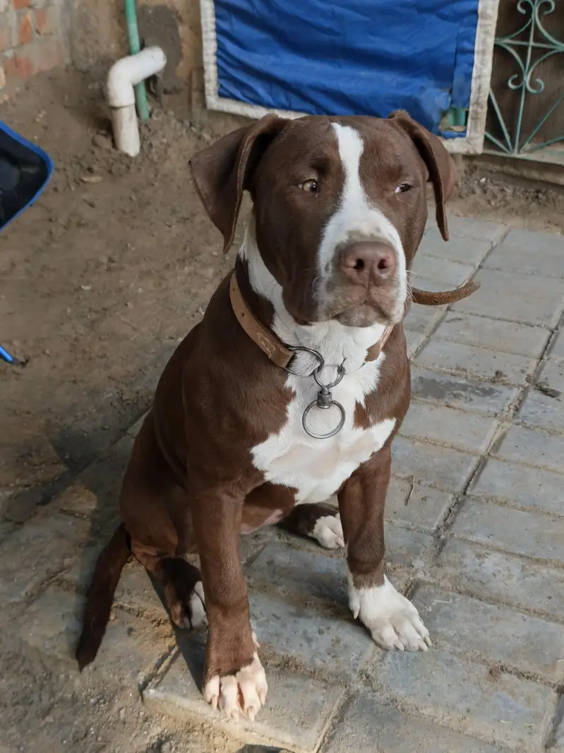 Pitbull pair available — photo 6